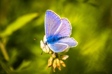 Blue butterfly on a wildflower in a grass at summer