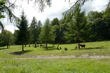 Horse near car path