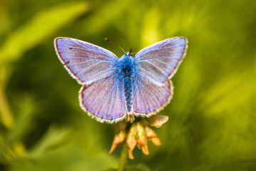 Blue butterfly on a wildflower in a grass at summer