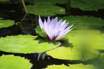 fleurs jardin terre europe france rhone lyon