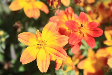 fleurs jardin terre europe france rhone lyon