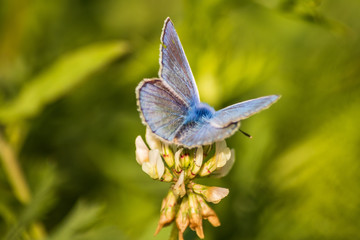 Blue butterfly on a wildflower in a grass at summer