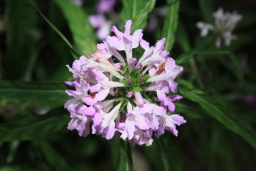 fleurs jardin terre europe france rhone lyon