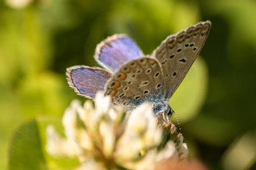 Blue butterfly on a wildflower in a grass at summer