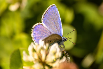 Blue butterfly on a wildflower in a grass at summer