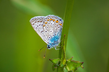 Blue butterfly on a wildflower in a grass at summer