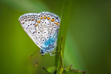 Blue butterfly on a wildflower in a grass at summer