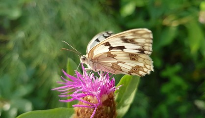 Butterfly perched on a flower