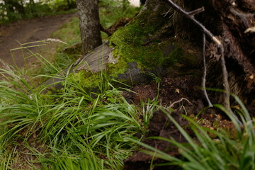 Musk on turned stump