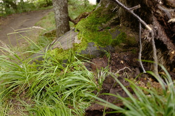 Musk on turned tree stump
