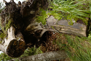 Tree stump