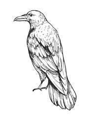 Sketch of flying raven. Hand drawn illustration converted to vector