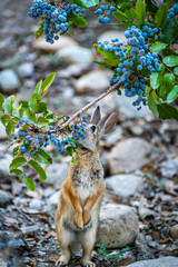 Cute wild rabbit  standing to eat berries from a California barberry bush.