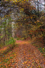 Autumn landscape 