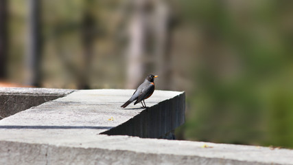 Robin bird on the fence