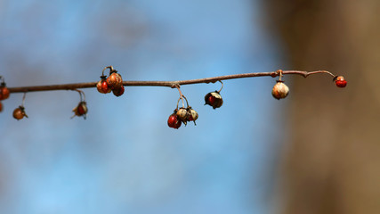 Dried wild fruits on the branch in winter time