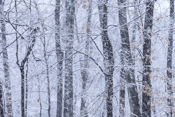 Fototapeta premium Deep forest and bare branches during a snow storm