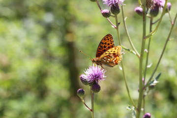 Beautiful butterfly drinks nectar from a flower