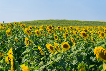 Fototapeta na wymiar Close up of sunflowers field and landscape with blue sky.