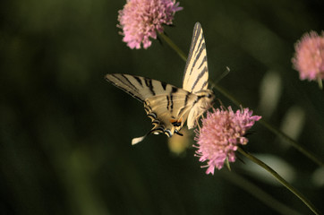 Iphiclides podalirius; scarce swallowtail butterfly in rural Tuscany