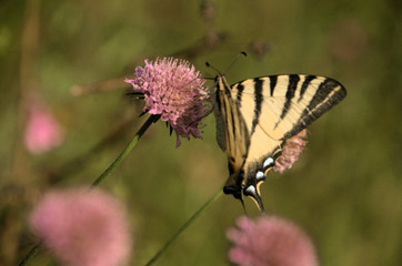 Iphiclides podalirius; scarce swallowtail butterfly in rural Tuscany