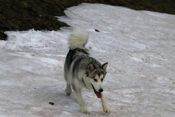 Fototapeta premium Alaskan Malamute