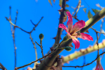 Pink flower of the Silk floss tree (Ceiba speciosa, formerly Chorisia speciosa)