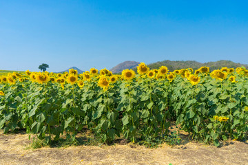 Fototapeta na wymiar Close up of sunflowers field and landscape with blue sky.