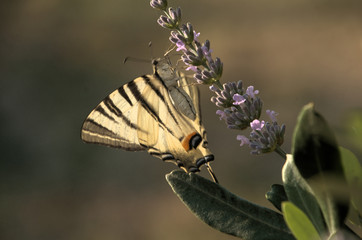 Iphiclides podalirius; scarce swallowtail butterfly in rural Tuscany