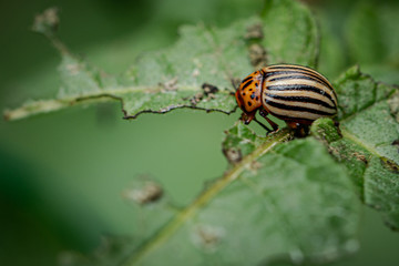 Colorado potato beetle