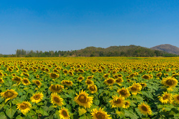 Close up of sunflowers field and landscape with blue sky.