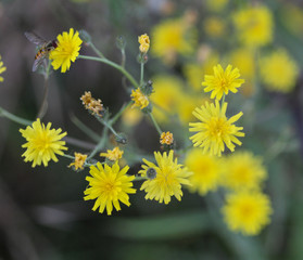 smooth hawksbeard, Crepis capillaris, blooming in the summer season
