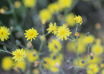smooth hawksbeard, Crepis capillaris, blooming in the summer season