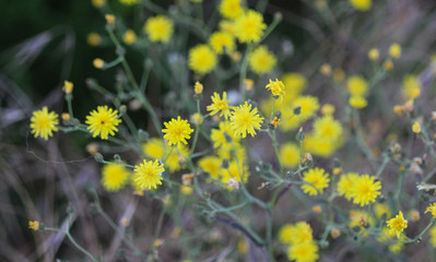 Obraz premium smooth hawksbeard, Crepis capillaris, blooming in the summer season
