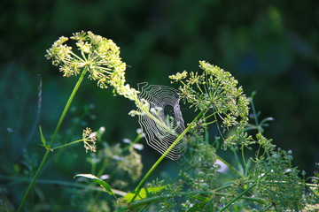 cobweb close up and natural lightening