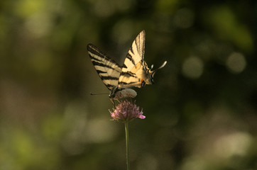 Iphiclides podalirius; scarce swallowtail butterfly in rural Tuscany