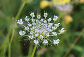 Daucus carota, whose common names include wild carrot, bird's nest, bishop's lace, and Queen Anne's lace