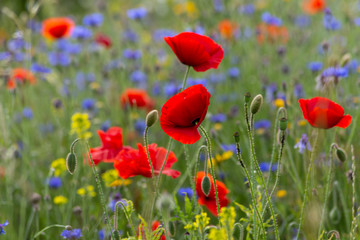Fototapeta na wymiar red poppy flowers in a meadow