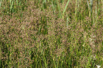 Juncus subnodulosus, the blunt-flowered rush growing in europe