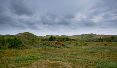 Obraz premium Dünenidylle bei Bergen aan Zee in Nordholland