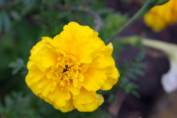 yellow flowers in the garden