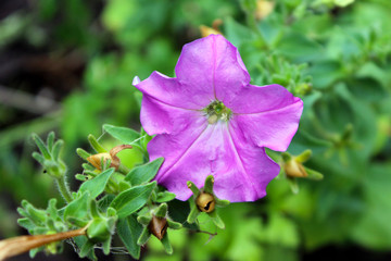 purple flower in the garden