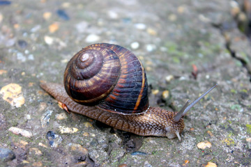 snail on stone