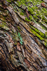 Bark tree texture