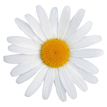 Beautiful white daisy with a yellow center. The Latin name is Matricāria chamomīlla. Isolate on white background.