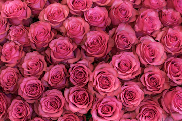 Background of pink and peach roses. Fresh pink roses. A huge bouquet of flowers. The best gift for women