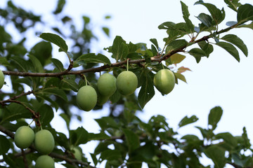 A large green plum matures on the branches