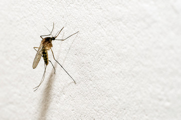 A mosquito with a protruding proboscis sits on a white wall. Text space