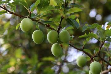 A large green plum matures on the branches