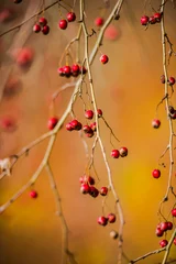 Fotobehang Wild frutis in fall season © Ivanica